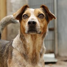 DINIS, Hund, Mischlingshund in Portugal - Bild 12