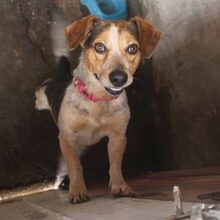 DINIS, Hund, Mischlingshund in Portugal - Bild 14