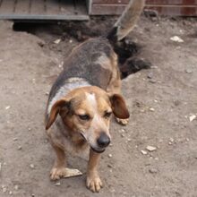 DINIS, Hund, Mischlingshund in Portugal - Bild 2