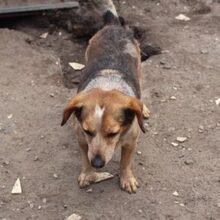 DINIS, Hund, Mischlingshund in Portugal - Bild 4