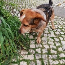 DINIS, Hund, Mischlingshund in Portugal - Bild 6