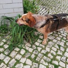 DINIS, Hund, Mischlingshund in Portugal - Bild 7
