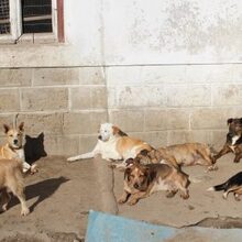 DINIS, Hund, Mischlingshund in Portugal - Bild 8