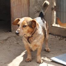 DINIS, Hund, Mischlingshund in Portugal - Bild 9