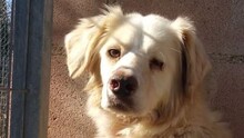 OTELLO, Hund, Mischlingshund in Spanien - Bild 1