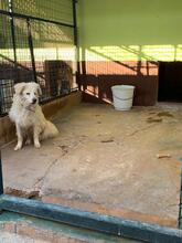 OTELLO, Hund, Mischlingshund in Spanien - Bild 10
