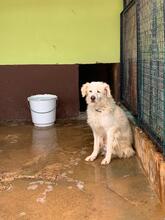 OTELLO, Hund, Mischlingshund in Spanien - Bild 12