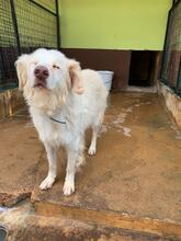 OTELLO, Hund, Mischlingshund in Spanien - Bild 13