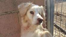 OTELLO, Hund, Mischlingshund in Spanien - Bild 16