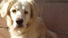 OTELLO, Hund, Mischlingshund in Spanien - Bild 17
