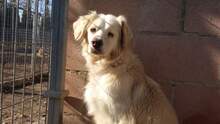 OTELLO, Hund, Mischlingshund in Spanien - Bild 18