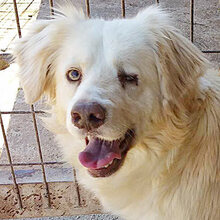 OTELLO, Hund, Mischlingshund in Spanien - Bild 2