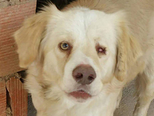 OTELLO, Hund, Mischlingshund in Spanien - Bild 3