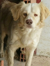 OTELLO, Hund, Mischlingshund in Spanien - Bild 4