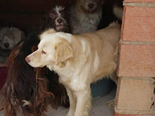 OTELLO, Hund, Mischlingshund in Spanien - Bild 5
