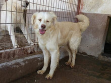 OTELLO, Hund, Mischlingshund in Spanien - Bild 6