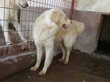 OTELLO, Hund, Mischlingshund in Spanien - Bild 7