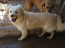OTELLO, Hund, Mischlingshund in Spanien - Bild 8