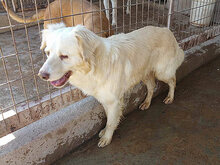OTELLO, Hund, Mischlingshund in Spanien - Bild 9