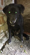 SIMBA, Hund, Mischlingshund in Rumänien - Bild 1