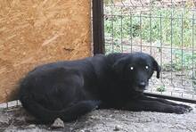 SIMBA, Hund, Mischlingshund in Rumänien - Bild 3