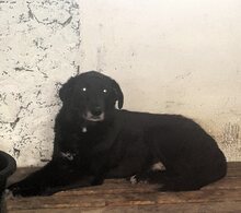 SIMBA, Hund, Mischlingshund in Rumänien - Bild 4