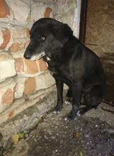 SIMBA, Hund, Mischlingshund in Rumänien - Bild 5