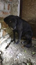 SIMBA, Hund, Mischlingshund in Rumänien - Bild 6
