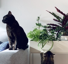 TIMMI, Katze, Hauskatze in Hamburg - Bild 10
