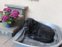 ARTUS, Hund, Mischlingshund in Wuppertal - Bild 10