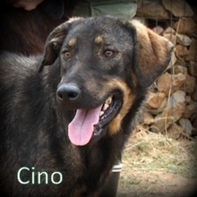 CINO, Hund, Mischlingshund in Griechenland - Bild 1