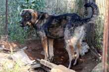 CINO, Hund, Mischlingshund in Griechenland - Bild 2
