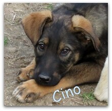 CINO, Hund, Mischlingshund in Griechenland - Bild 3