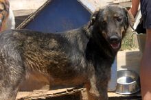CINO, Hund, Mischlingshund in Griechenland - Bild 5
