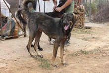 CINO, Hund, Mischlingshund in Griechenland - Bild 6
