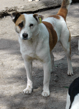 PEDRO, Hund, Mischlingshund in Bulgarien - Bild 1