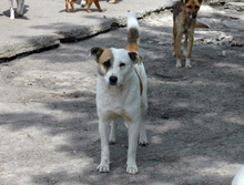 PEDRO, Hund, Mischlingshund in Bulgarien - Bild 2