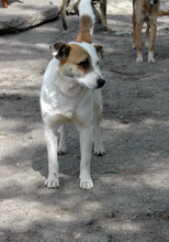 PEDRO, Hund, Mischlingshund in Bulgarien - Bild 3