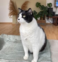 THOMAS, Katze, Europäisch Kurzhaar-Mix in Reilingen - Bild 1