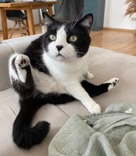 THOMAS, Katze, Europäisch Kurzhaar-Mix in Reilingen - Bild 2