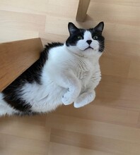 THOMAS, Katze, Europäisch Kurzhaar-Mix in Reilingen - Bild 3