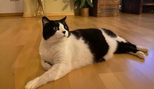 THOMAS, Katze, Europäisch Kurzhaar-Mix in Reilingen - Bild 5