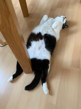 THOMAS, Katze, Europäisch Kurzhaar-Mix in Reilingen - Bild 6