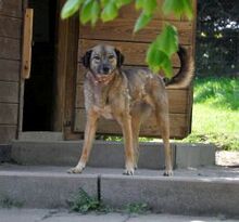 JAMIE, Hund, Mischlingshund in Großröhrsdorf - Bild 2