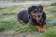 BELLA, Hund, Mischlingshund in Ungarn - Bild 2