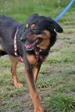 BELLA, Hund, Mischlingshund in Ungarn - Bild 4