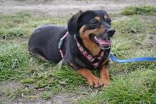 BELLA, Hund, Mischlingshund in Ungarn - Bild 5