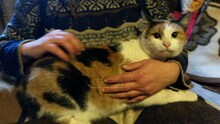 JENNIFER, Katze, Hauskatze in Ungarn - Bild 4