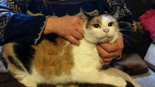 JENNIFER, Katze, Hauskatze in Ungarn - Bild 6