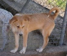 GÜEVON, Hund, Mischlingshund in Spanien - Bild 10